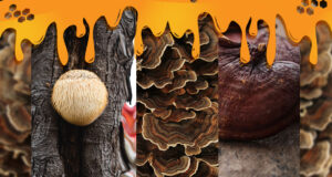 Lion's Mane, Turkey Tail and Reishi Mushrooms